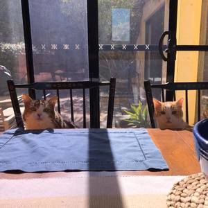 Meet your Posher, Peggy